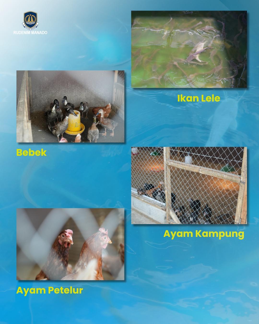 Hai Sobat Mido Yuk Intip Ketahanan Pangan yang ada di Rudenim Manado Swipe Selain sebagai5